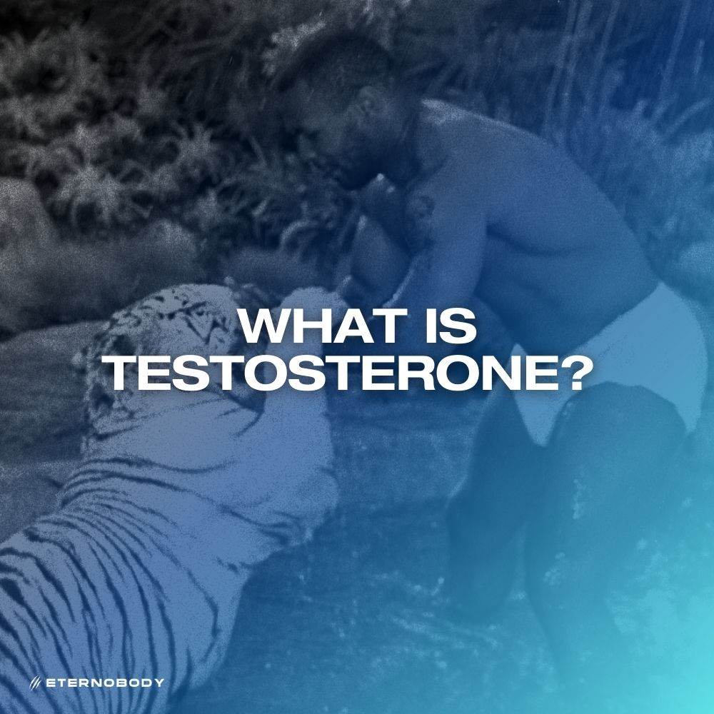 What is Testosterone? 